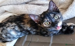 Bengal cats for sale: Bengal X Kittens High % Wild Asian Leopard Cat.  - Image 20