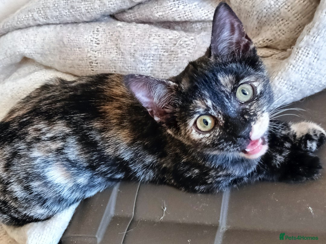 Bengal cats for sale: Bengal X Kittens High % Wild Asian Leopard Cat.  - Image 20