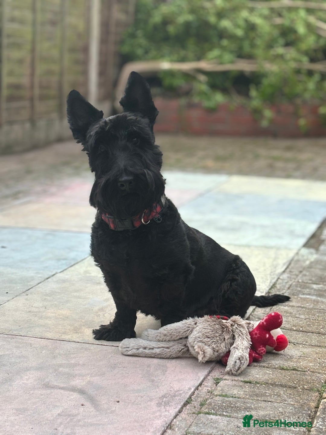 Scottish Terrier dogs for stud: Male Scottish Terrier for Stud - Image 7