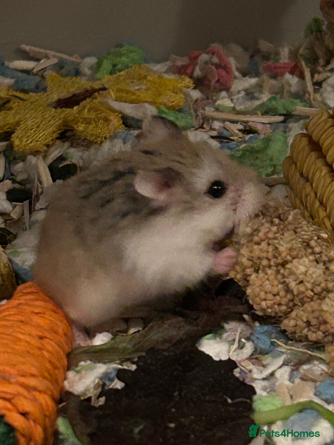 Hamster rodents for sale: Roborovski babies from show winning parents - Image 2