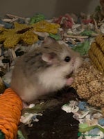 Hamster rodents - Advert 2