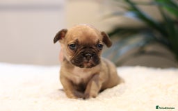 French Bulldog dogs for sale: Beautiful healthy full breed Frenchbulldog puppies - Image 2