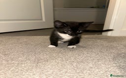 Mixed Breed cats for sale: 2 Kittens - Image 7
