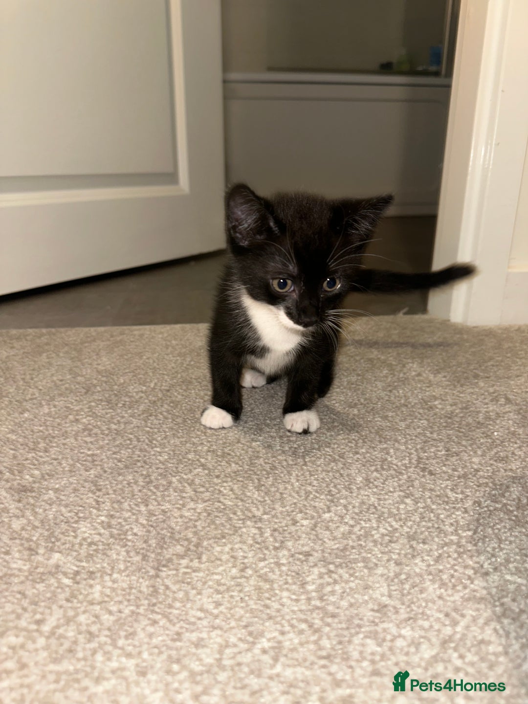 Mixed Breed cats for sale: 2 Kittens - Image 7