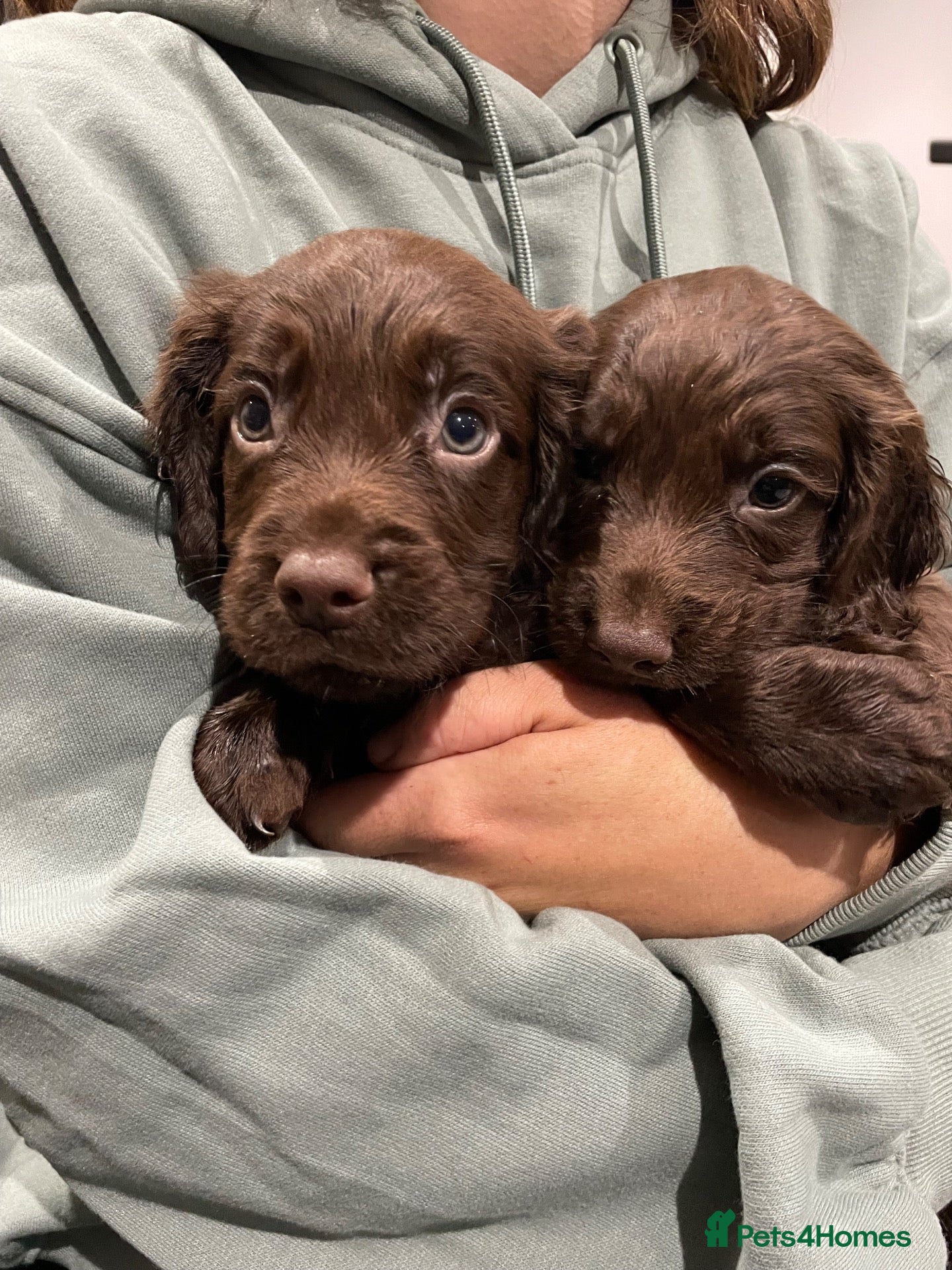 Sprocker dogs for sale: Sprocker Puppys  - Advert 10