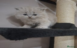 British Shorthair cats for sale: British short hair kittens - Image 9