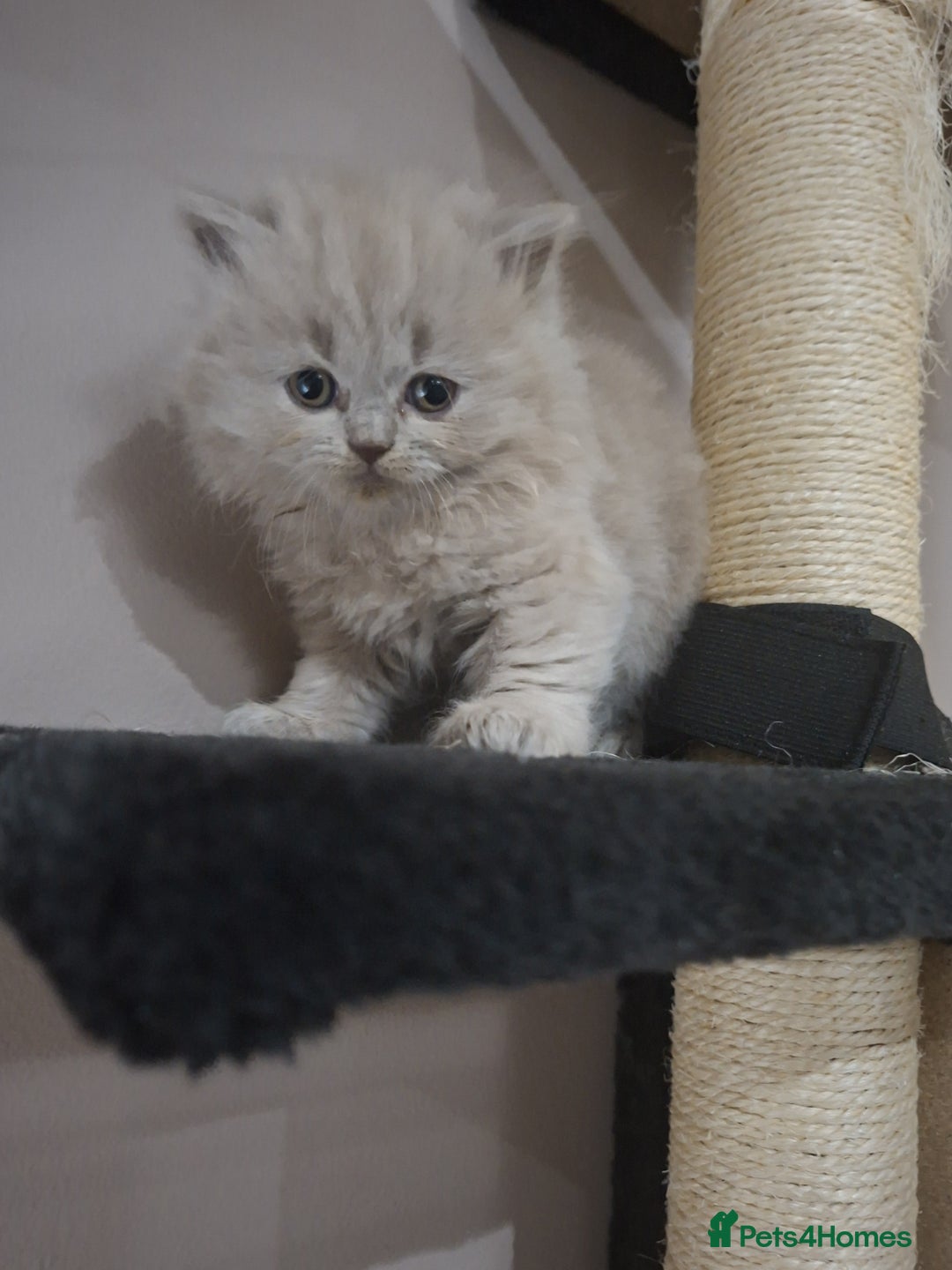 British Shorthair cats for sale: British short hair kittens - Image 9