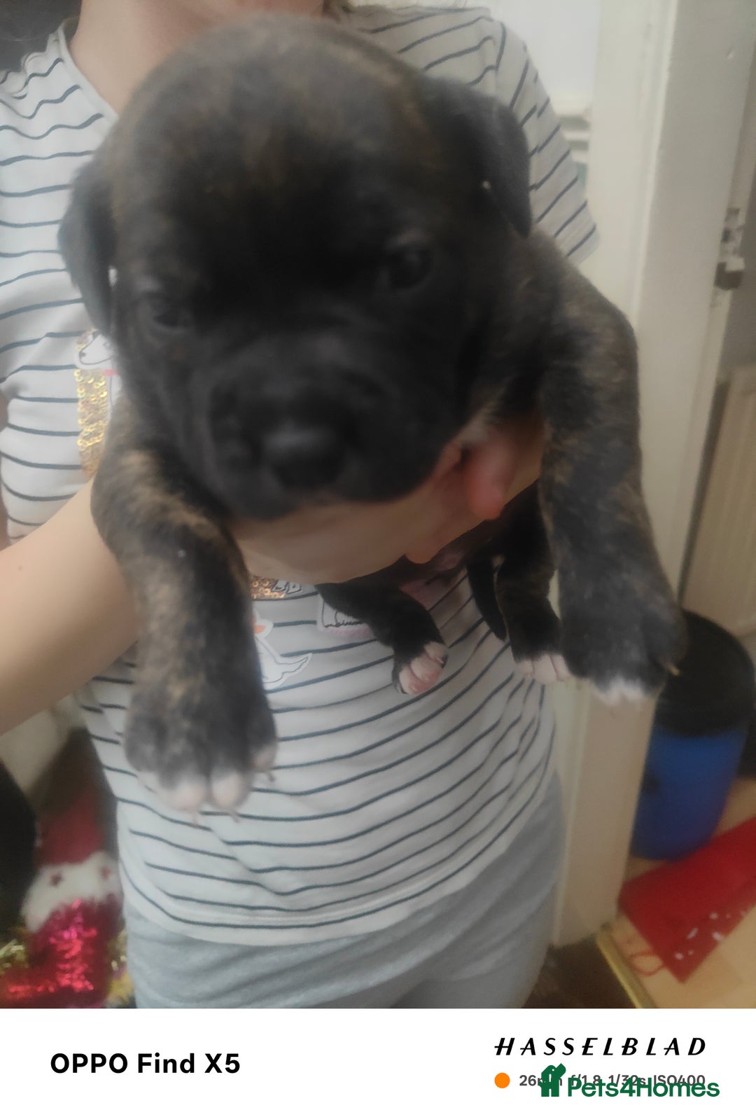 Staffordshire Bull Terrier dogs for sale: Beautiful female Staffordshire bull terrier puppy  - Advert 2