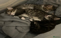 Mixed Breed cats for sale: 3 Healthy, Playful Kittens  - Image 11