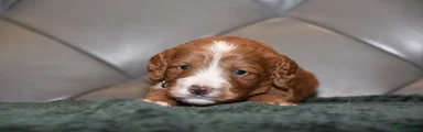 Cockapoo 2