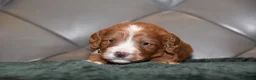 Cockapoo dogs for sale: F1 Toy Cockapoo Puppies Fully Health Tested - Advert 3
