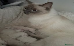 Ragdoll cats for sale: BLUE POINT RAGDOLL KITTENS! - Image 16