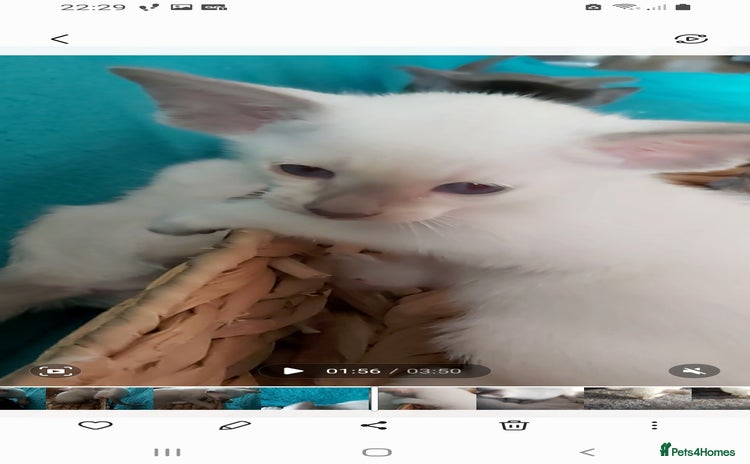 Oriental cats - Advert 1