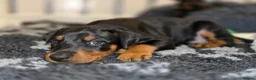 Dobermann dogs for stud: HEALTH TESTED STANLEY FOR STUD DUTIES - Advert 29