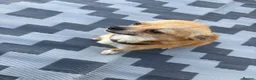 Chihuahua dogs for sale:  Puppy’s ❤️ - Advert 1