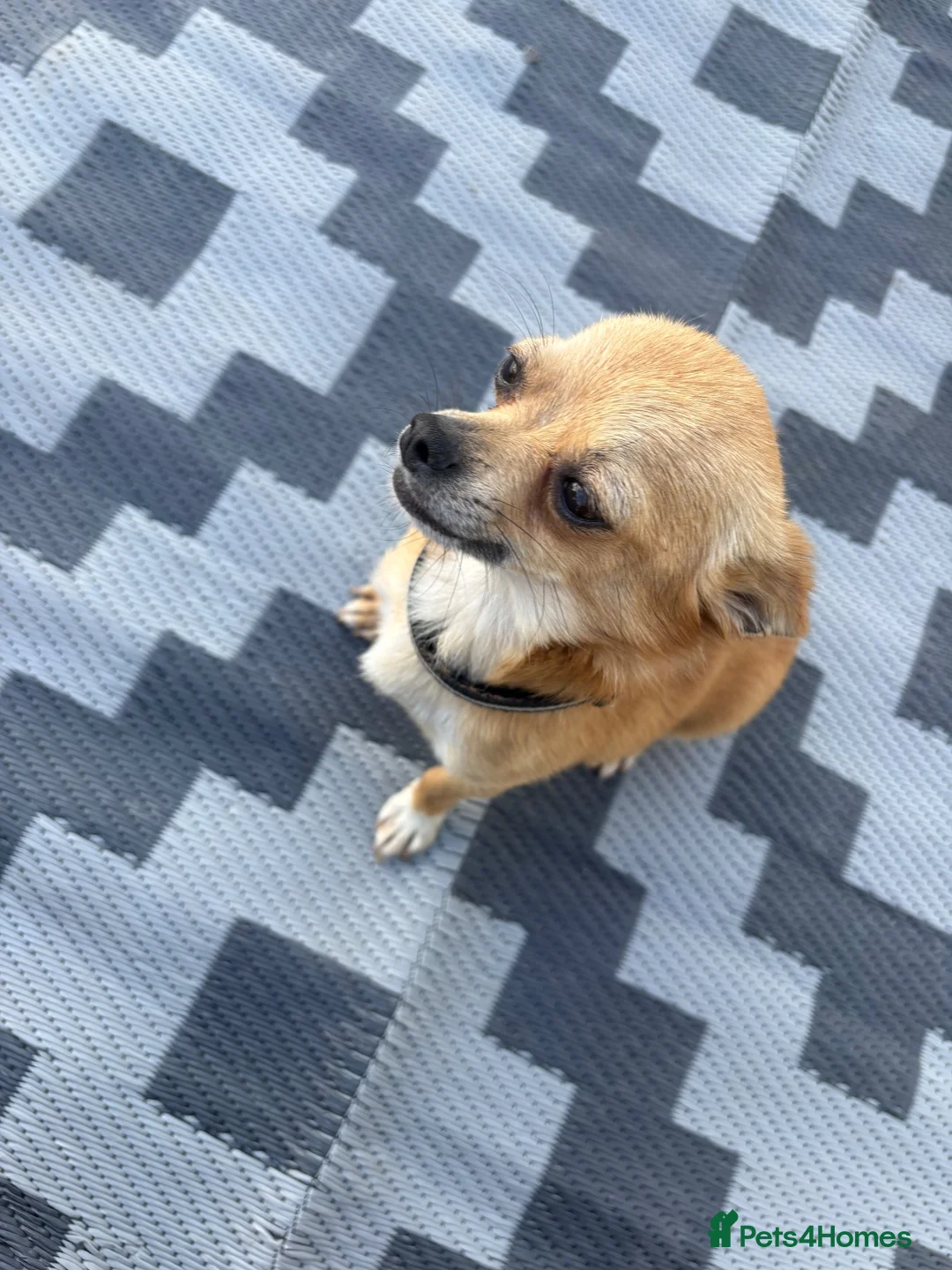 Chihuahua dogs for sale:  Puppy’s ❤️ - Advert 1