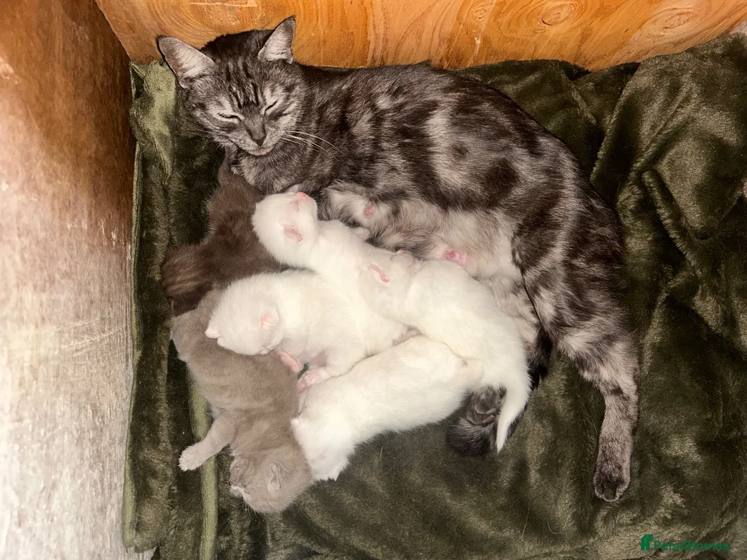 British Shorthair cats for sale: British short hair x Norwegian forest kittens - Advert 1