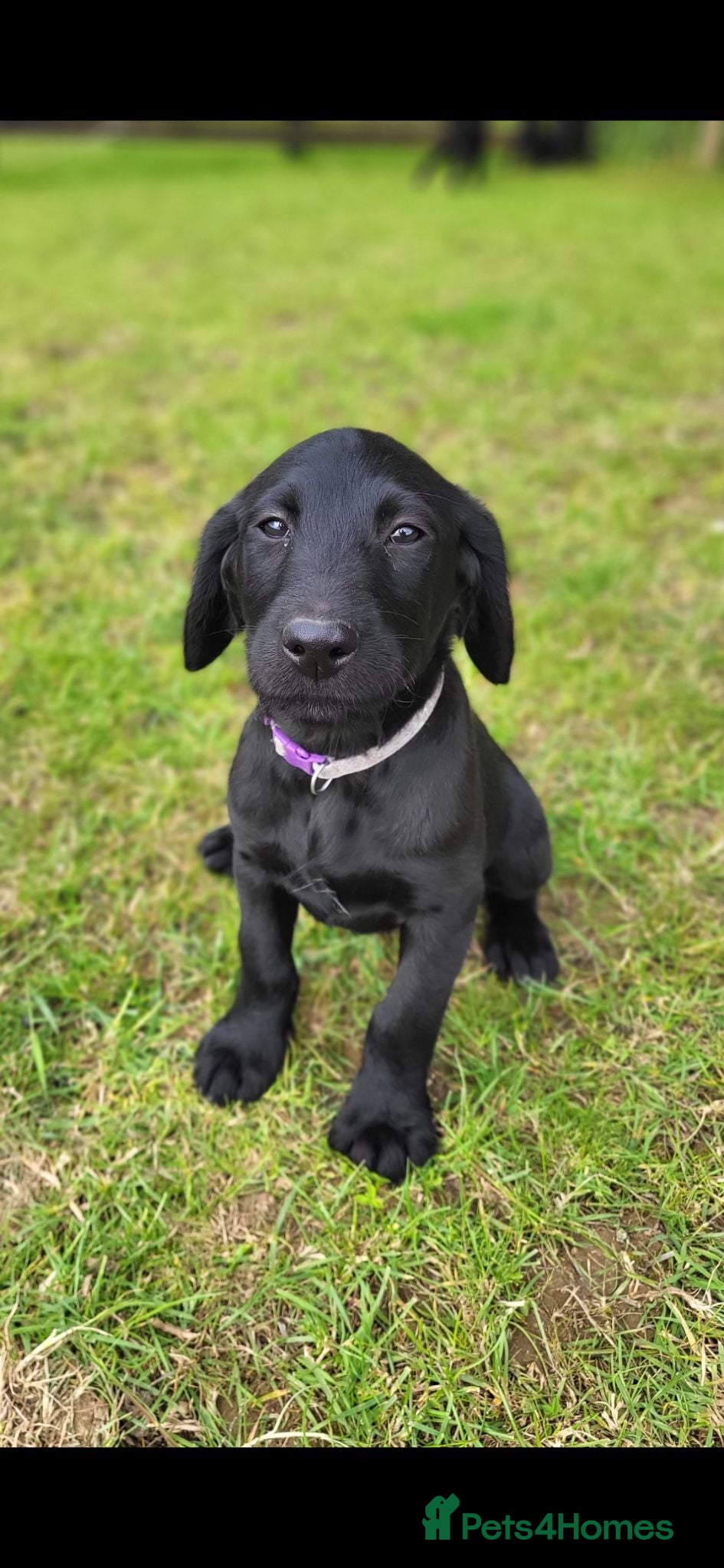 Labradoodle dogs Stunning Standard labradoodles f1   - Advert 5