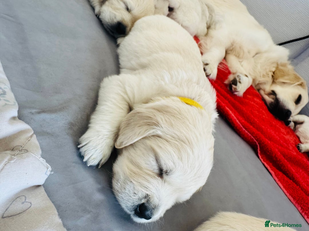 Golden Retriever dogs for sale: KC English Cream Golden Retriver puppy’s  in Sleaford - Image 3