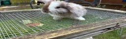 Lionhead rabbits for sale: 4 minilop babies & 1 lionlop girl  - Advert 12
