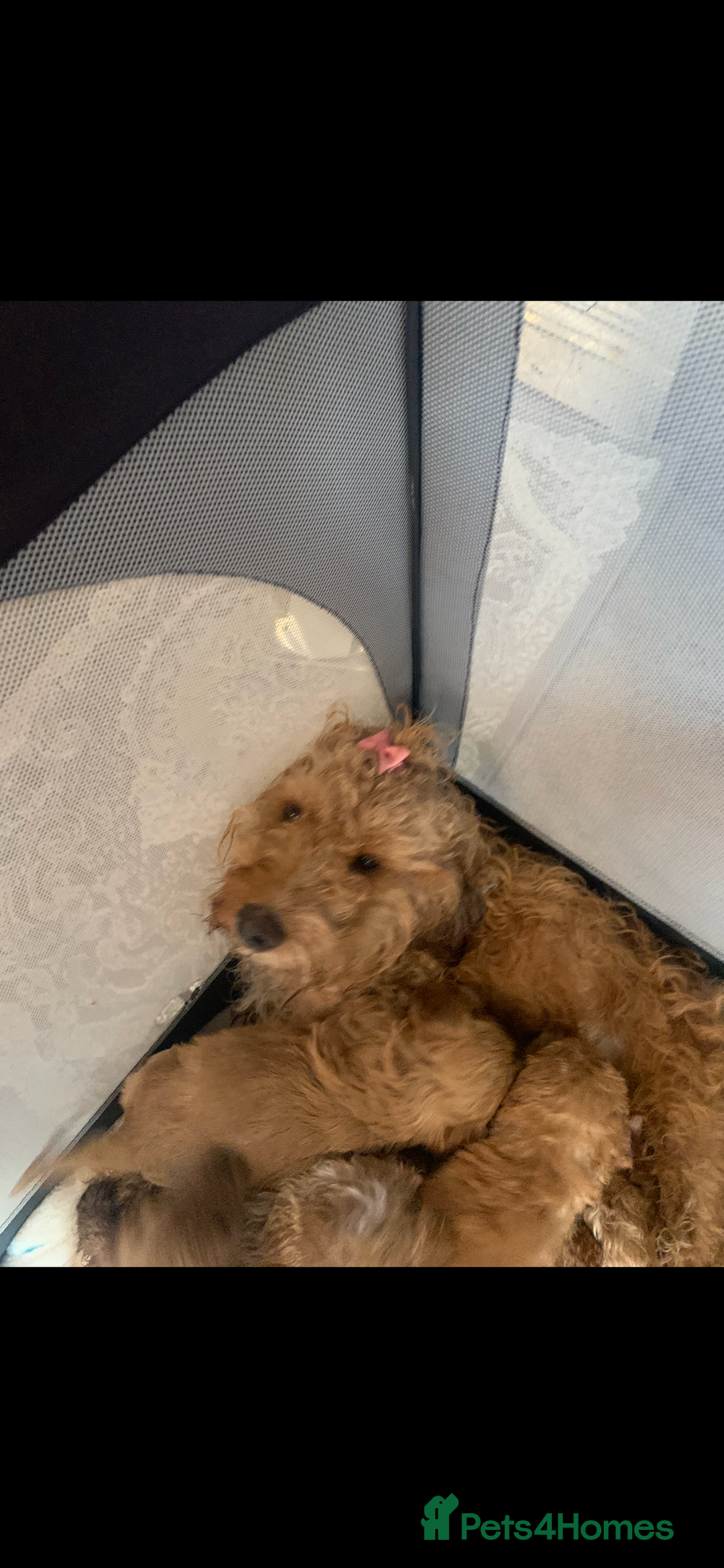 Cockapoo dogs for sale: F1b cockapoo  - Advert 7