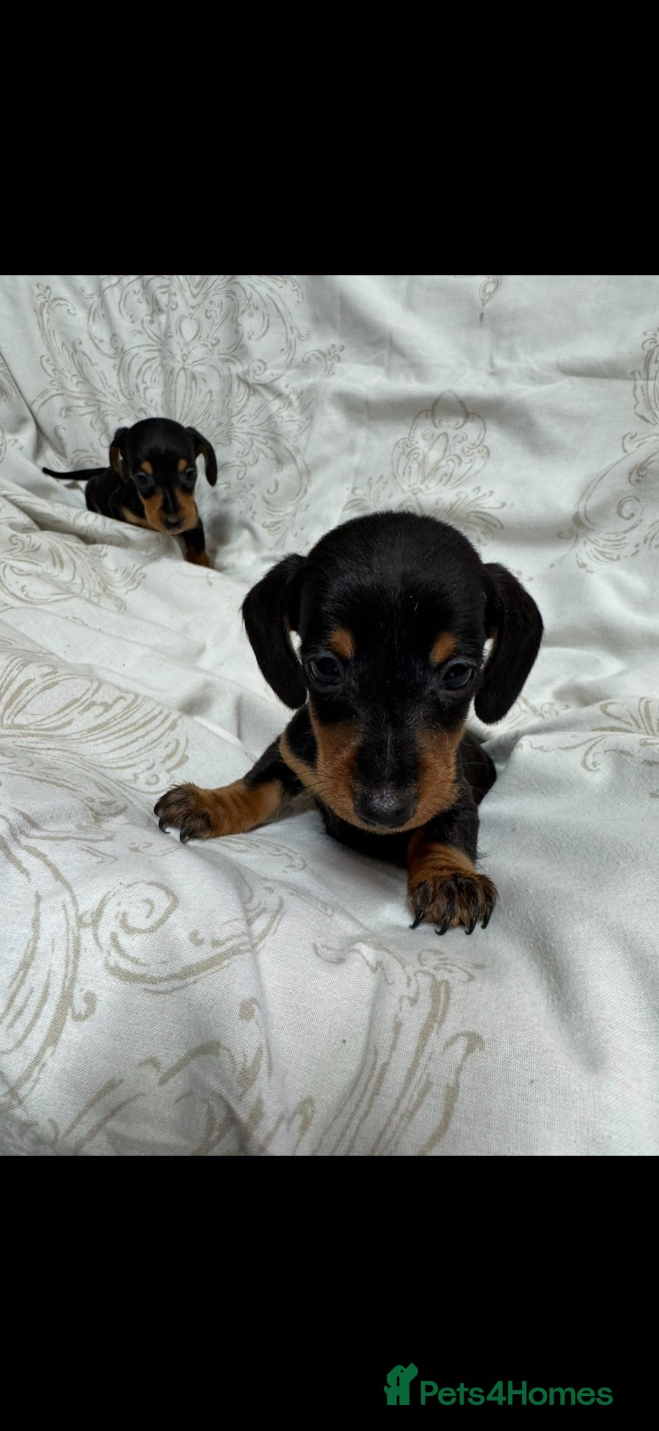 Miniature Dachshund dogs MINIATURE DACHSHUND PUPPIES  - Advert 1