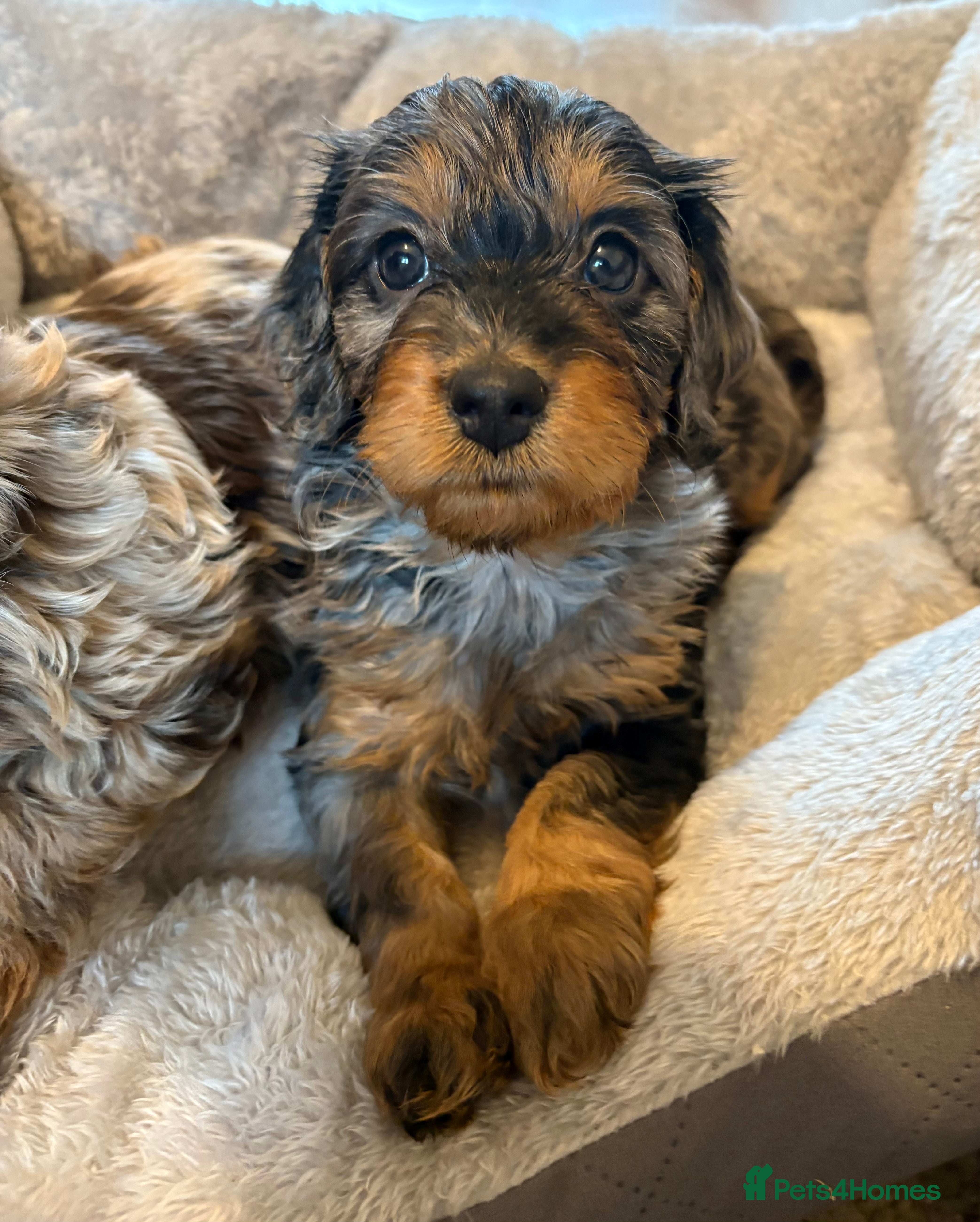 Cockapoo dogs F1 miniature Cockapoos  - Advert 2