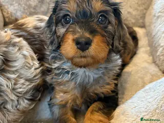 Cockapoo dogs F1 miniature Cockapoos - Advert 6