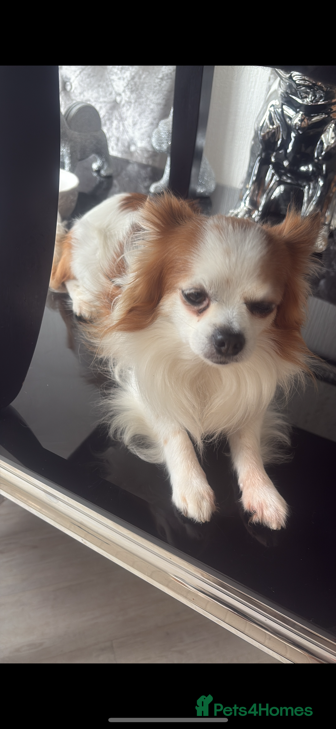 Chihuahua dogs for stud: Long haired party chihuahua  - Advert 4