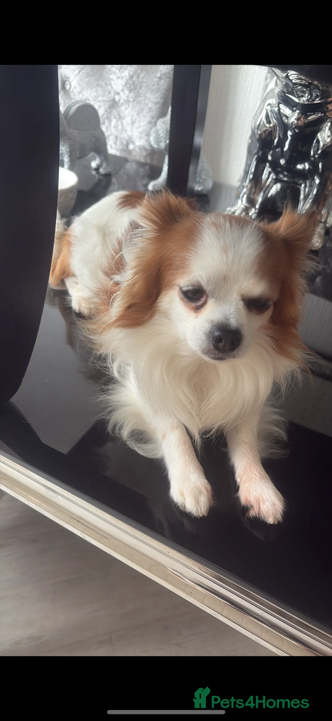 Chihuahua dogs for stud: Long haired party chihuahua  - Advert 4