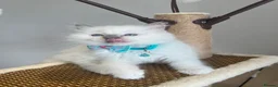 Ragdoll cats for sale: Registered Ragdoll kittens for sale - Advert 26