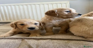 Golden Retriever dogs - Advert 6