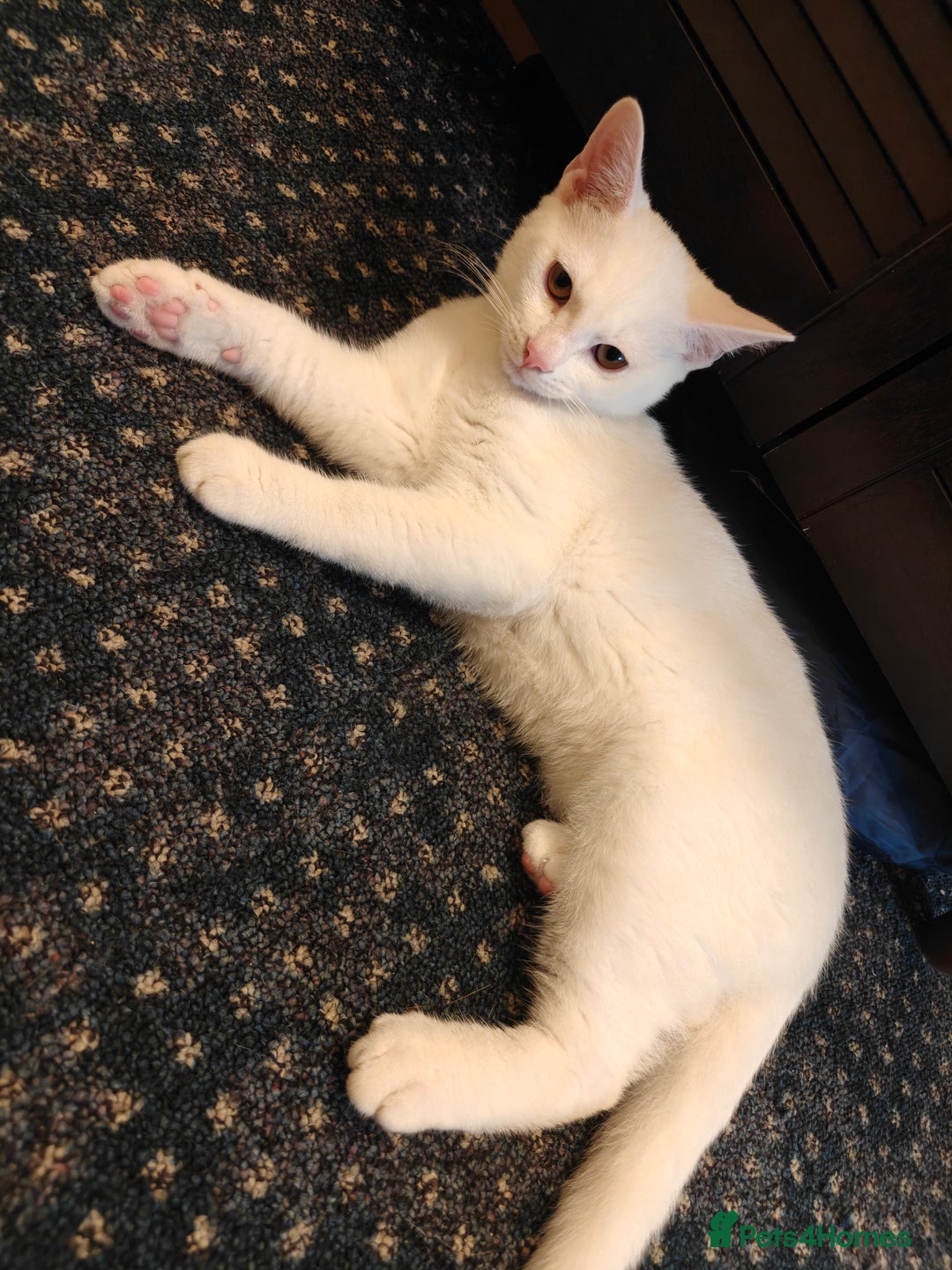 Mixed Breed cats for sale: Ready for new family  - Image 17