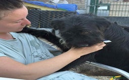 Mixed Breed dogs for adoption: Micky - Norwich Norfolk  - Image 11