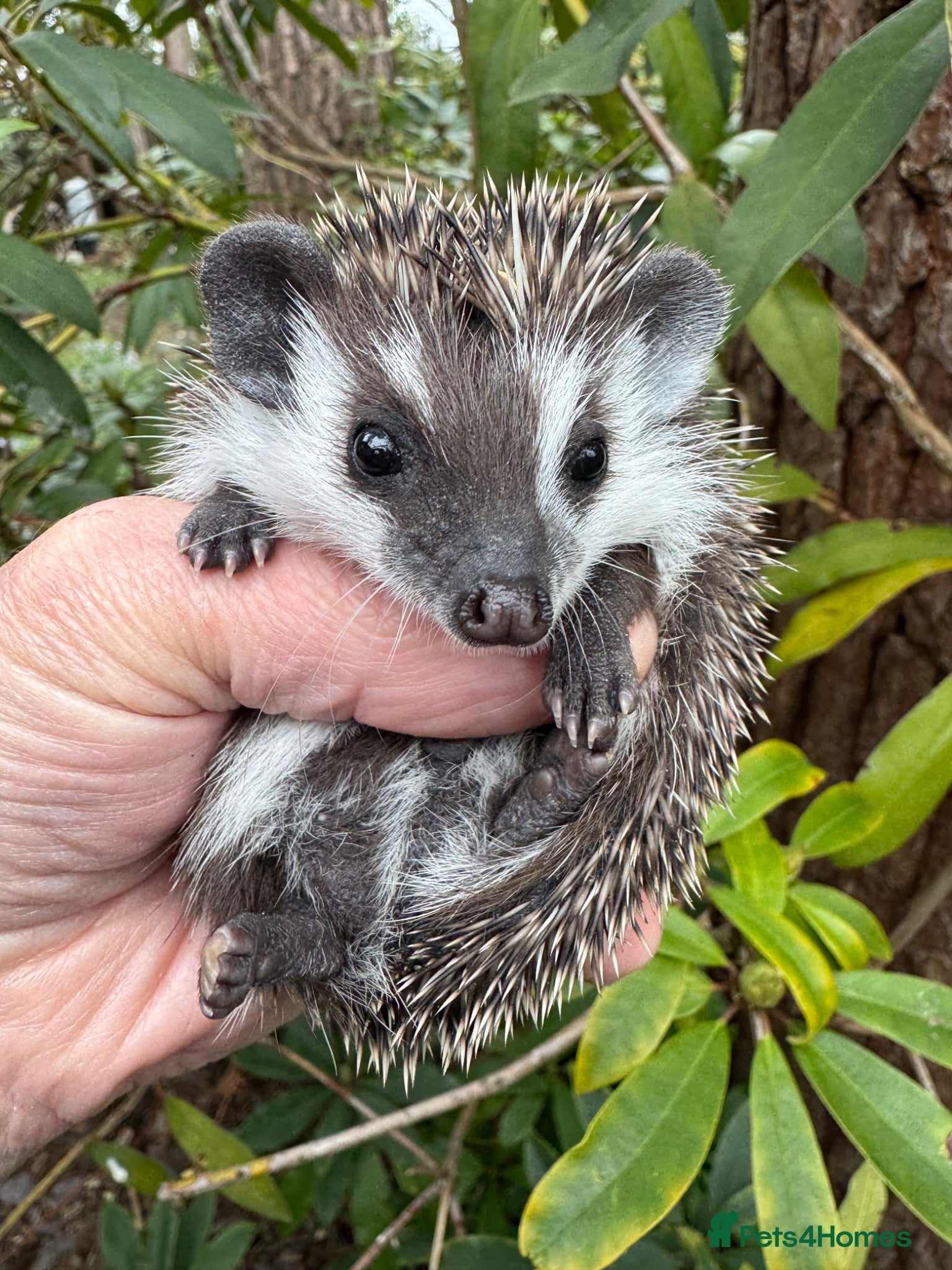 Pygmy Hedgehog rodents  Split faced baby hedgehog seeks 5* home now  - Advert 10