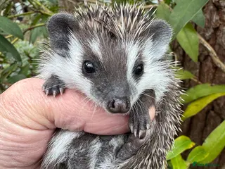 Pygmy Hedgehog rodents Split faced baby hedgehog seeks 5* home now - Advert 10