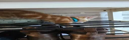 Mixed Breed cats for sale: Ready 5kittens raised with dogs and children - Advert 23
