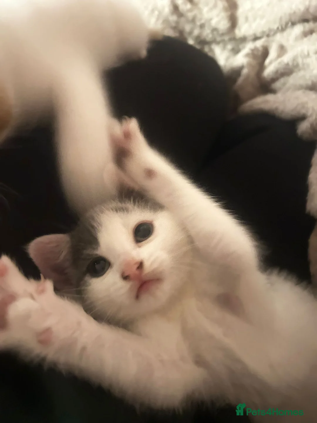 Mixed Breed cats for sale: Kittens ready for their forever home  - Advert 2