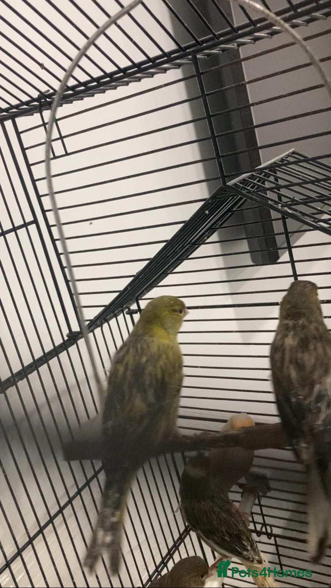 Canaries birds for sale: Canaries  - Advert 2