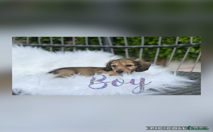 Miniature Dachshund dogs - Advert 15