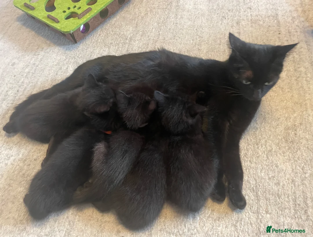 Domestic Shorthair cats for sale: 5 Beautiful kittens  🐈‍⬛🐈‍⬛ - Advert 2