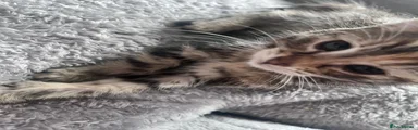 Mixed Breed Kitten 3