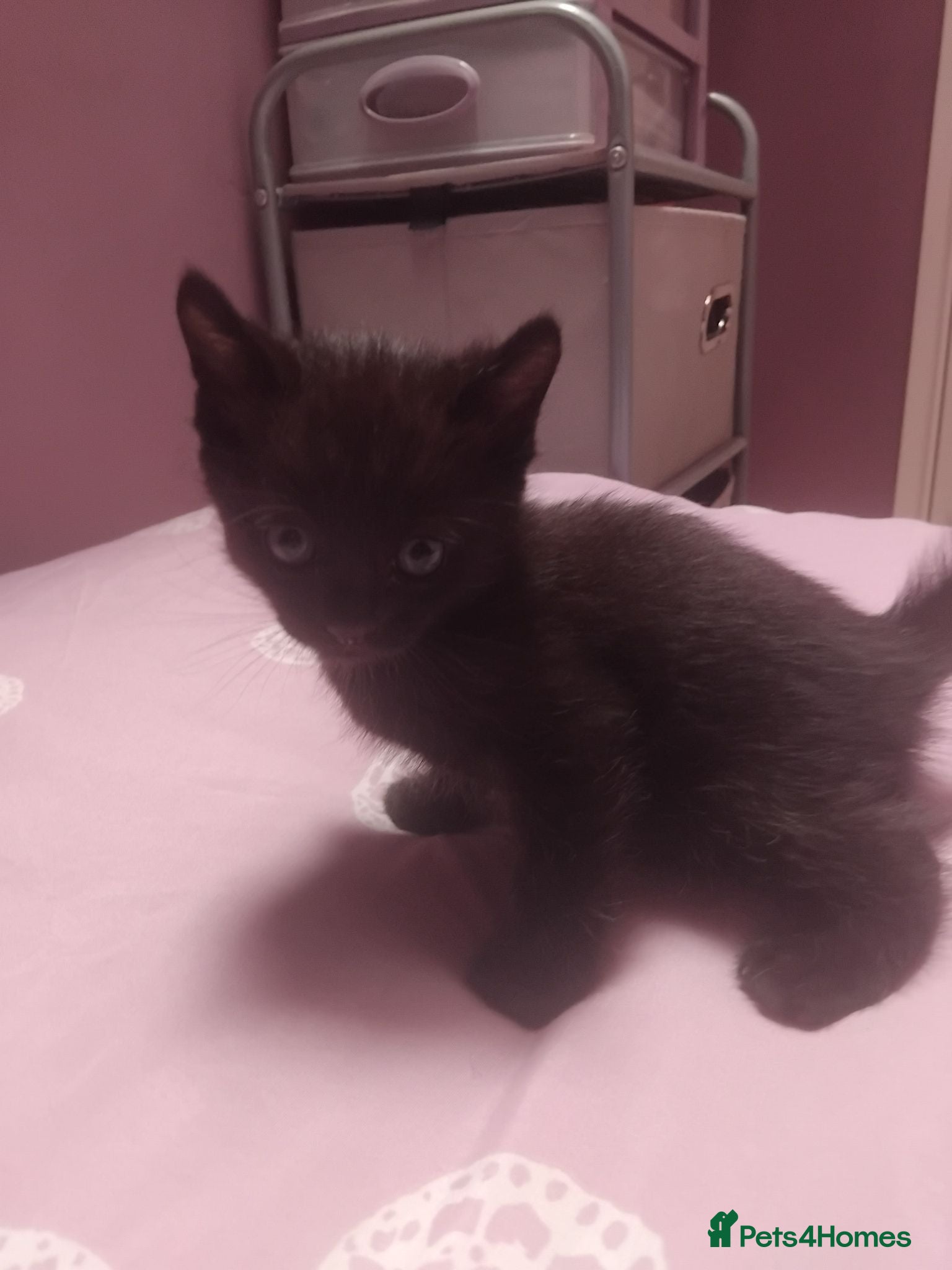 Bengal cats Last little boy ready to leave now ! - Advert 11