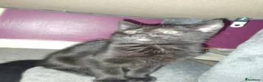 Black kittens 