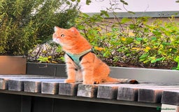 Scottish Fold cats for sale: Kiyomi needs a new loving home  - Advert 4