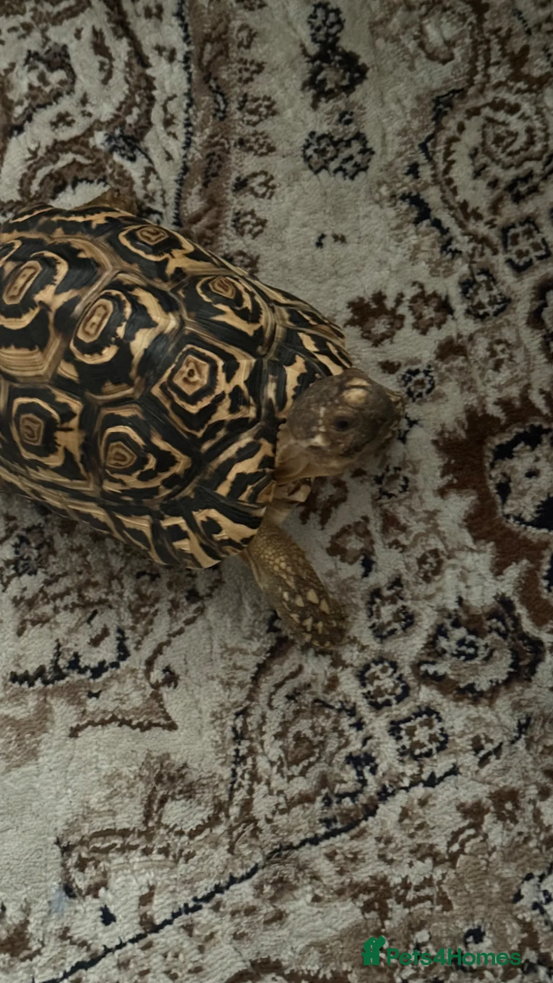 Tortoise reptiles for sale: Leopard tortoise  - Advert 2