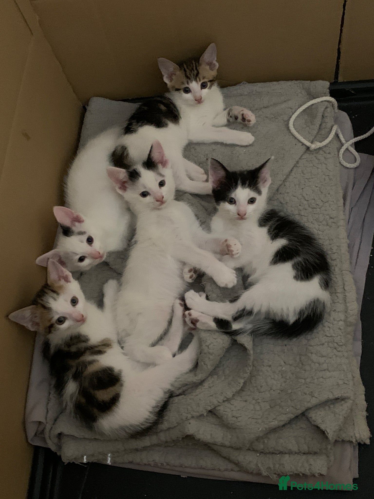 Mixed Breed cats Beautiful Mixed Kittens x5 - Ready NOW - Advert 1