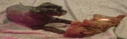 Mixed Breed dogs for sale: Imperial Shih Tzu/Poodle X Chocolate Chihuahua  - Advert 12
