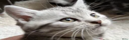 British Shorthair cats for sale: GCCF Rare Show Quality BSH Silver Tabby Kittens  - Advert 8
