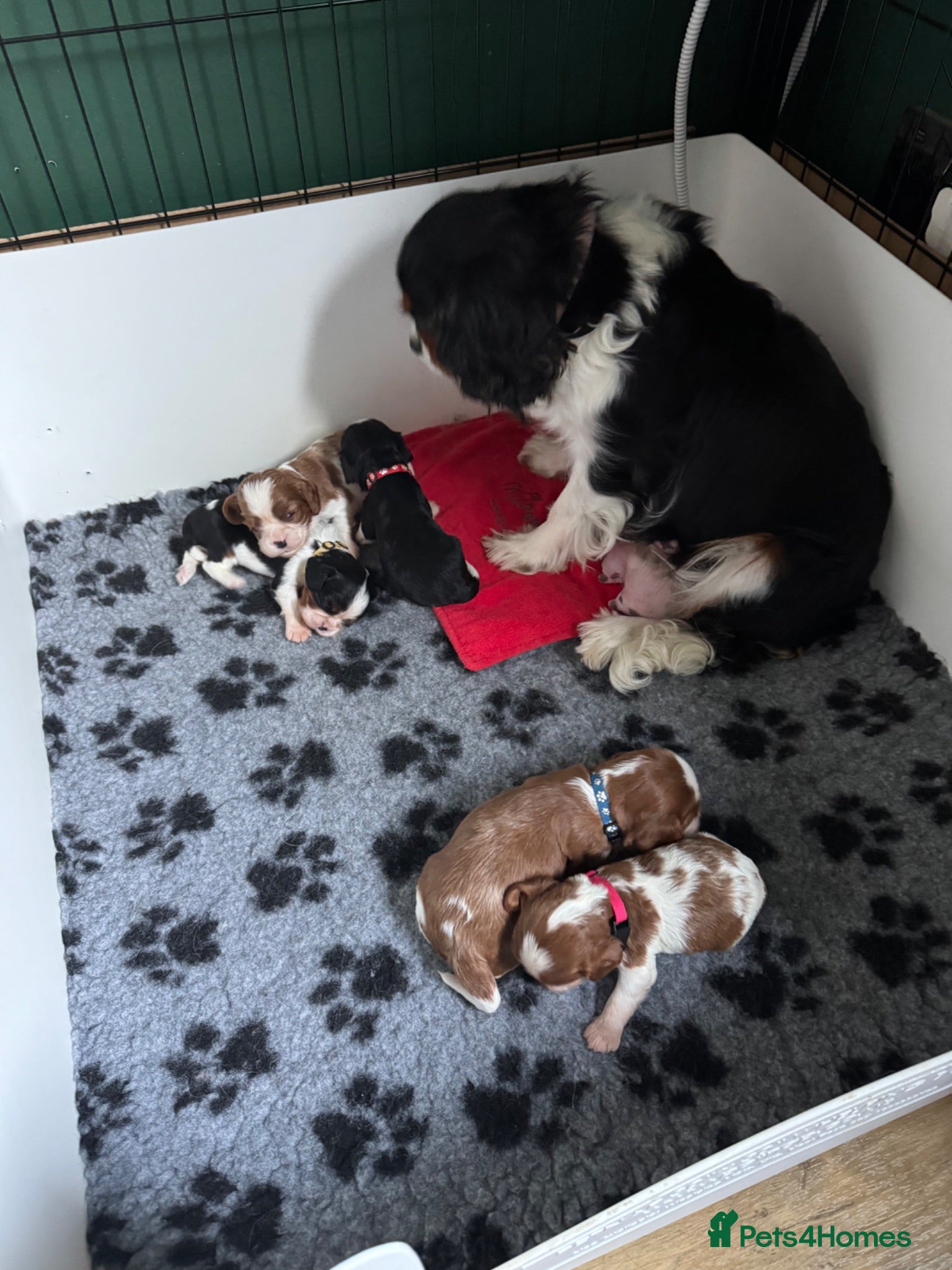 Cavalier King Charles Spaniel dogs KC Cavalier King Charles DNA 5* licensed home bred - Advert 2